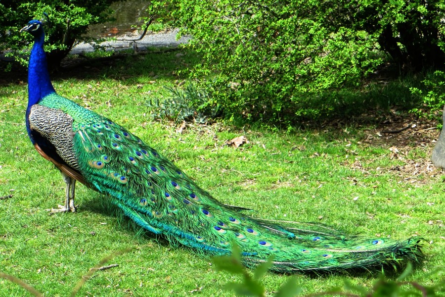 peacock dragging tail