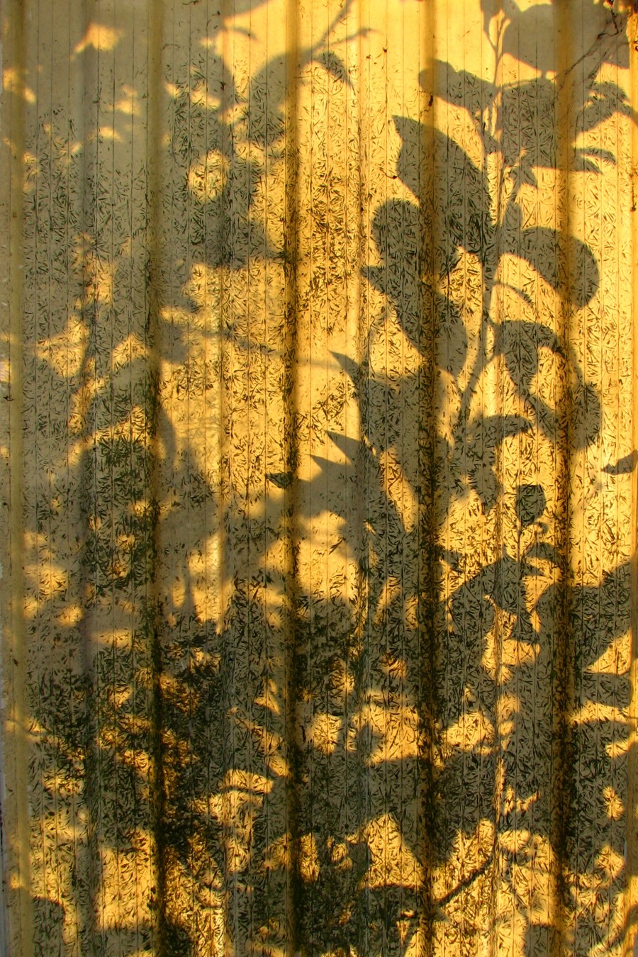 leaf shadows