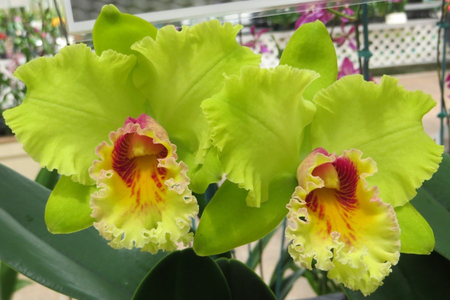 green cattleya orchids