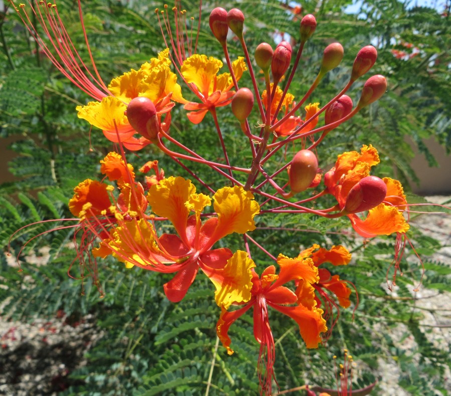 yellow and red tropical flower
