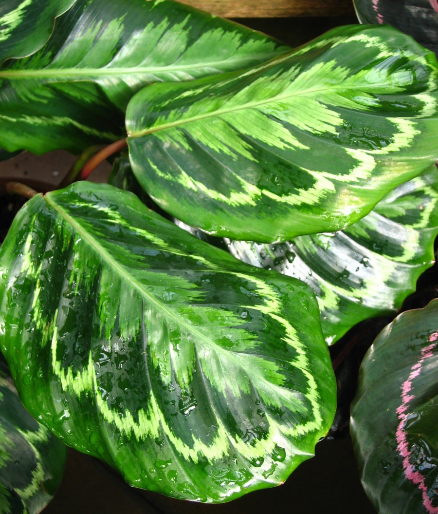 patterned tropical leaves