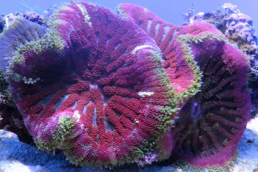 magenta coral