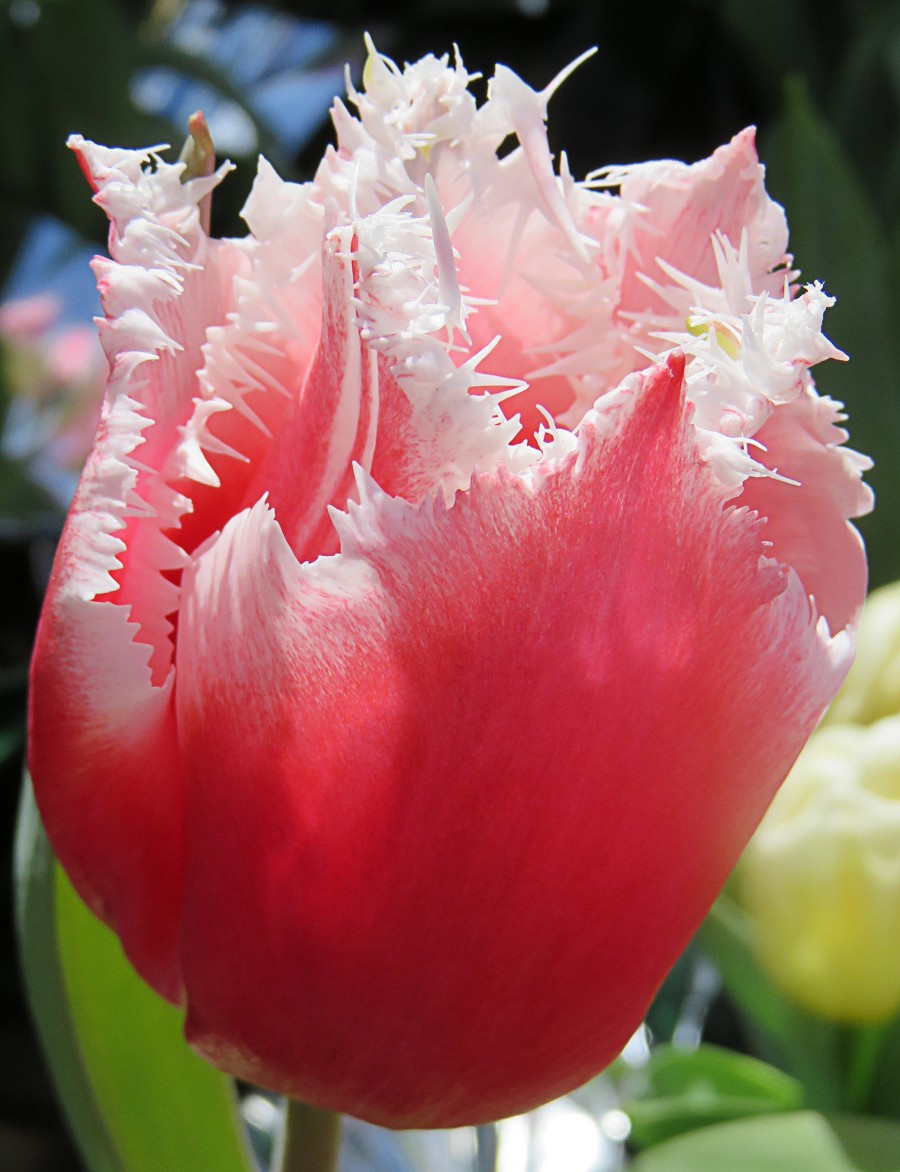 pink-and-white fringed tulip