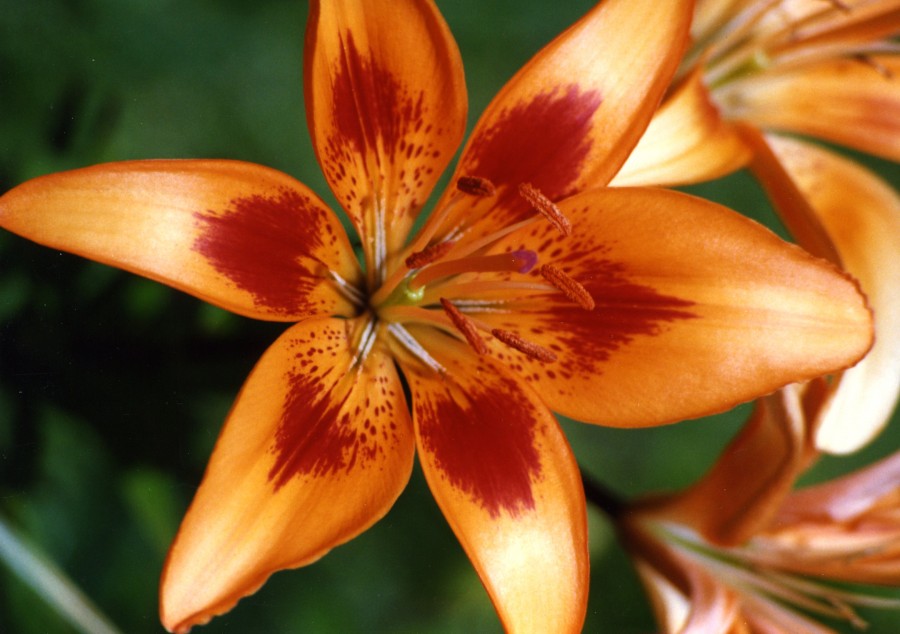 orange lily with red