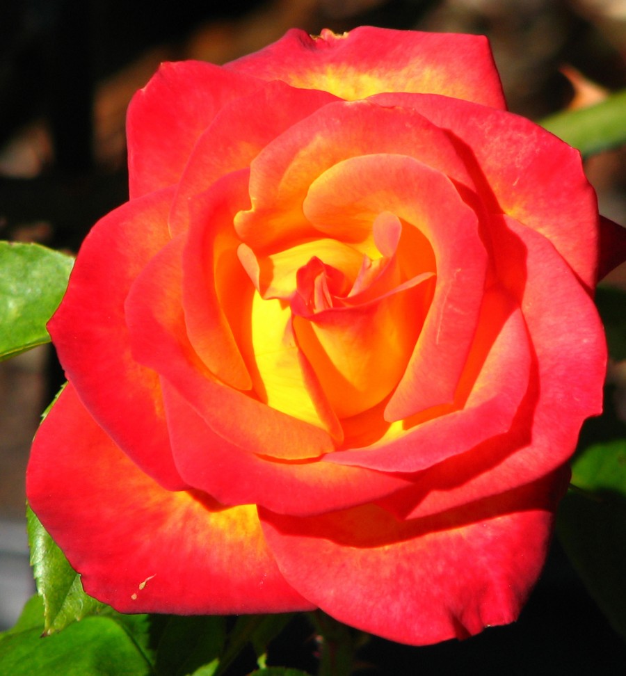 orange-and-yellow rose