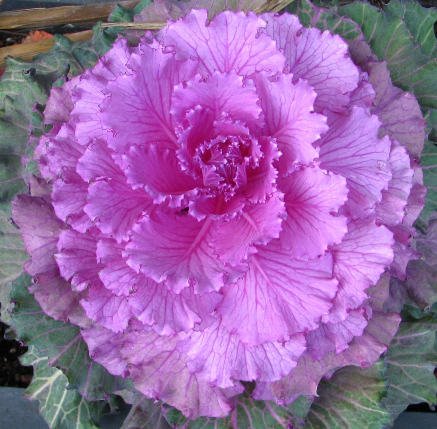 cabbage rose