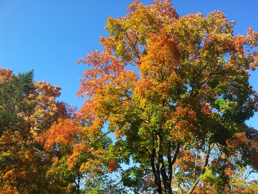 Fall colours