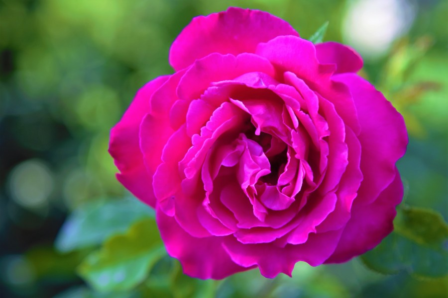 rose 3