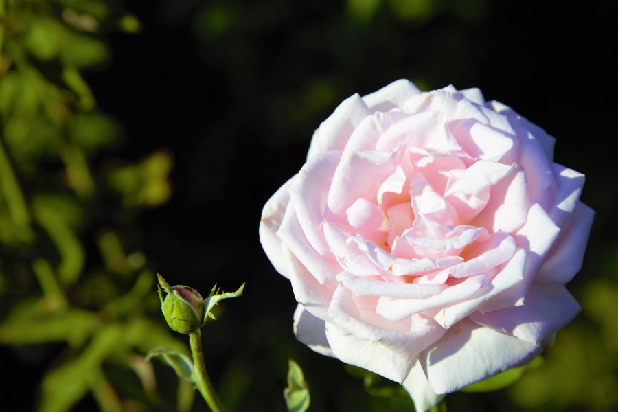 delicate rose 1