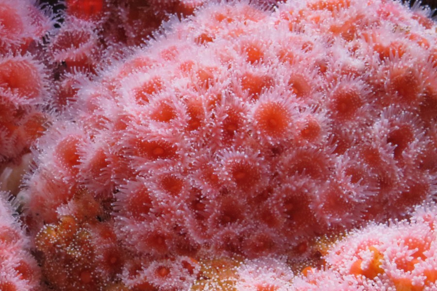 strawberry sea anemones