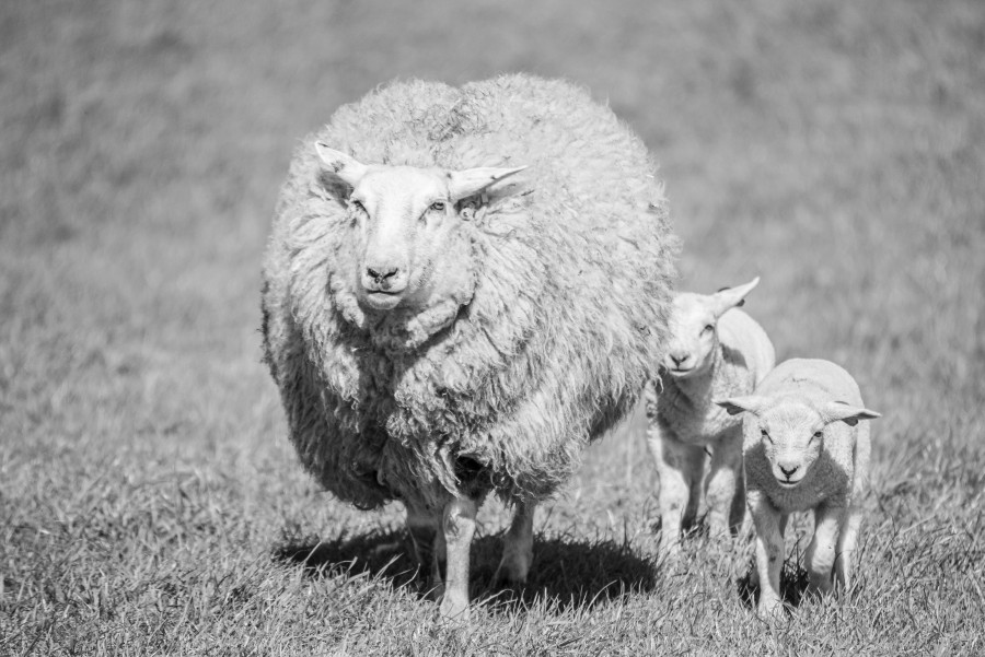 Sheep in black and white