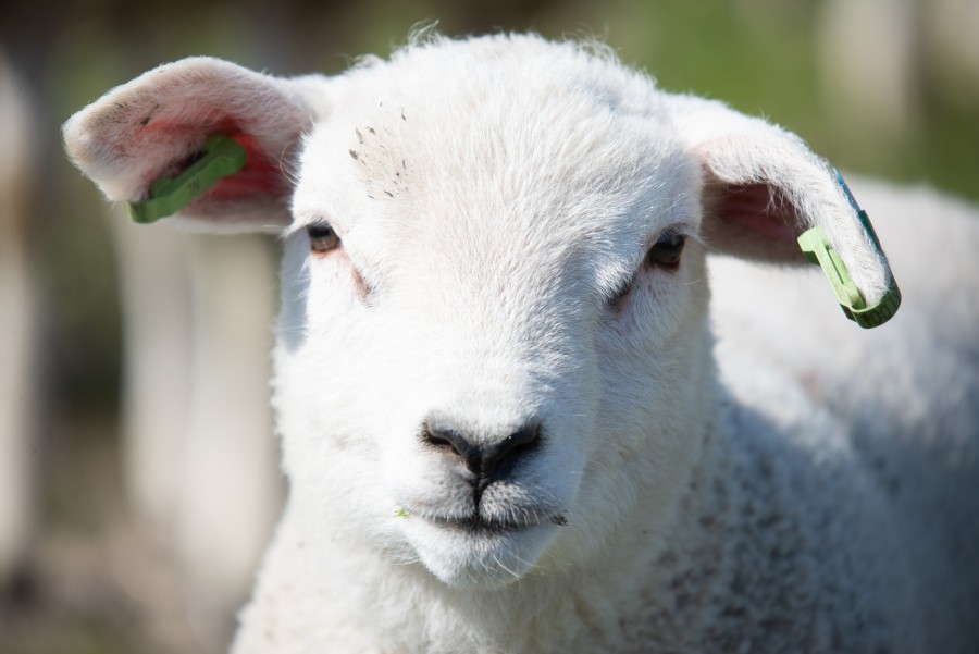 Close up lamb