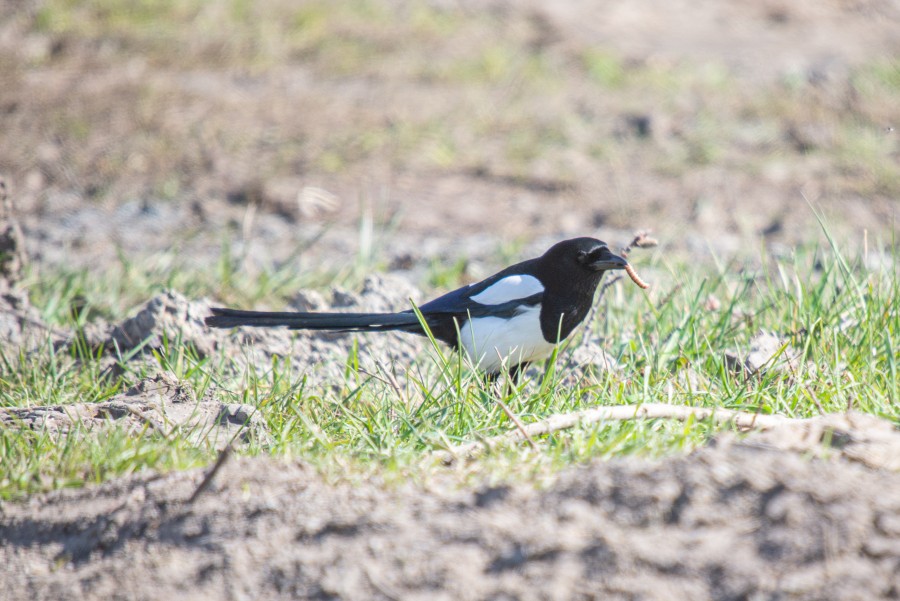 Magpie catching worm