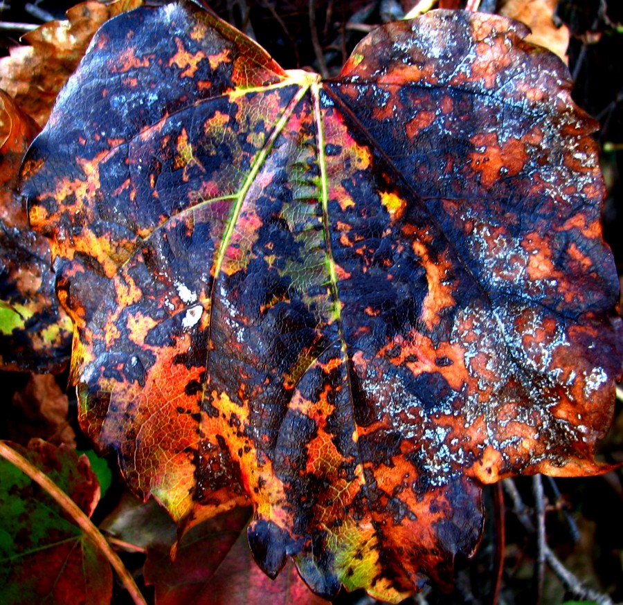 colorful decaying leaf