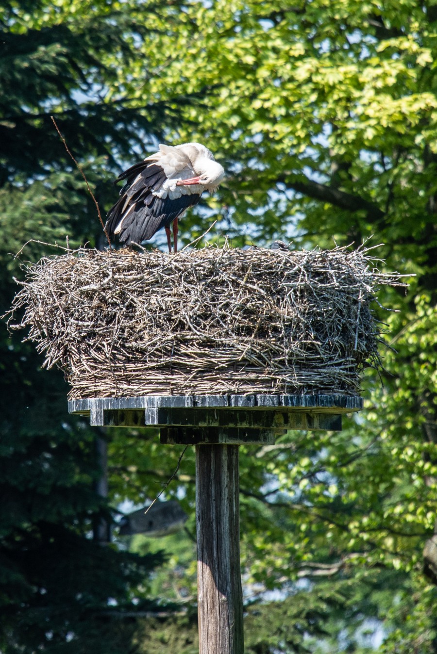 Stork on her nest