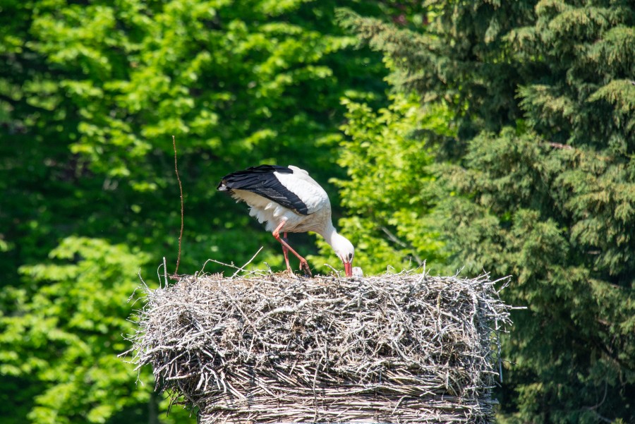 Stork on her nest
