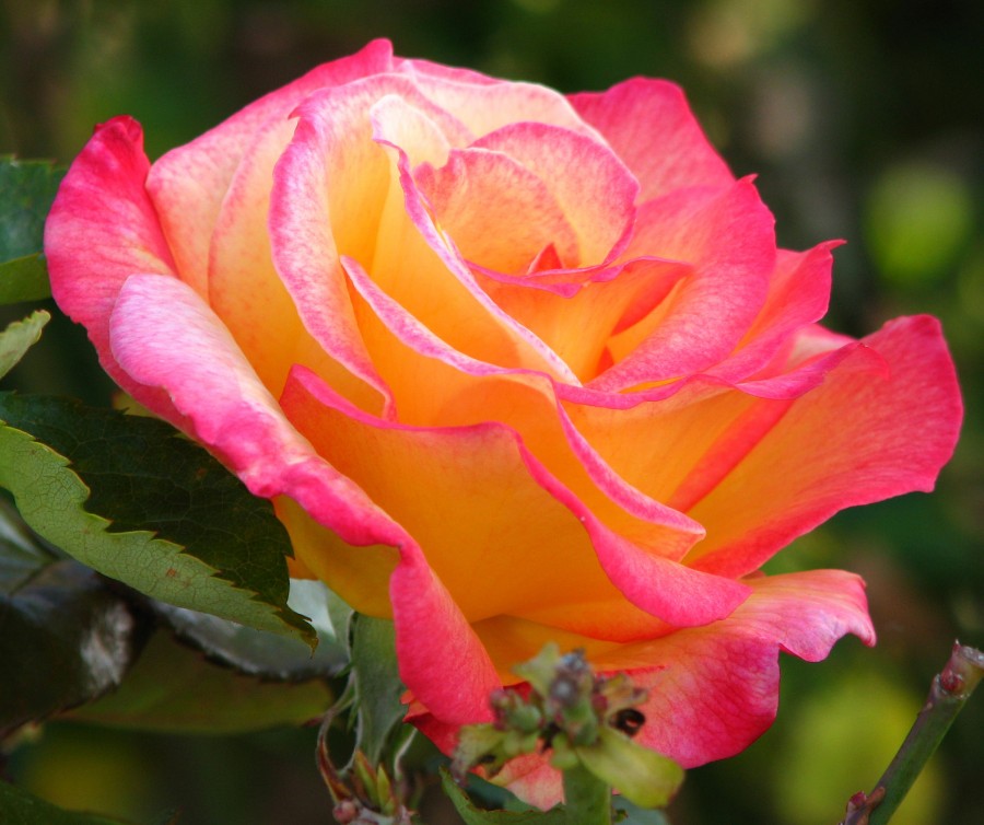 pink-and-yellow rose