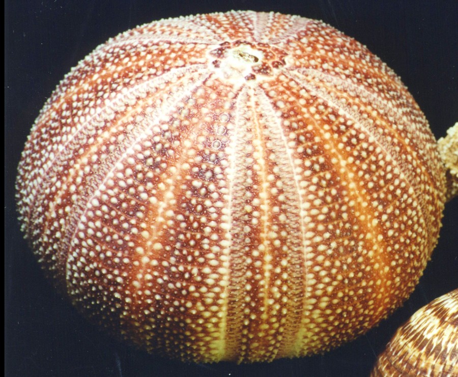 sea urchin test