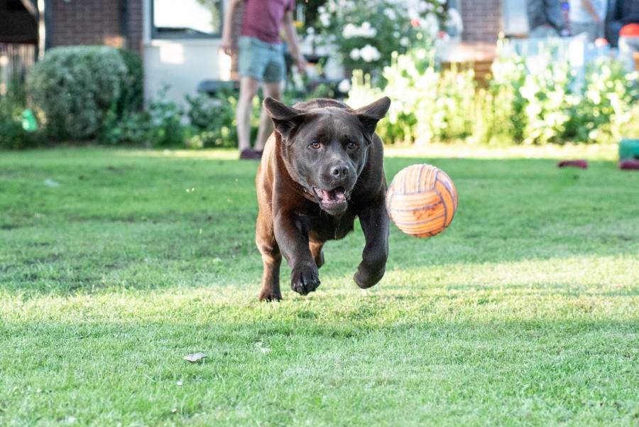 Dog running towards ball