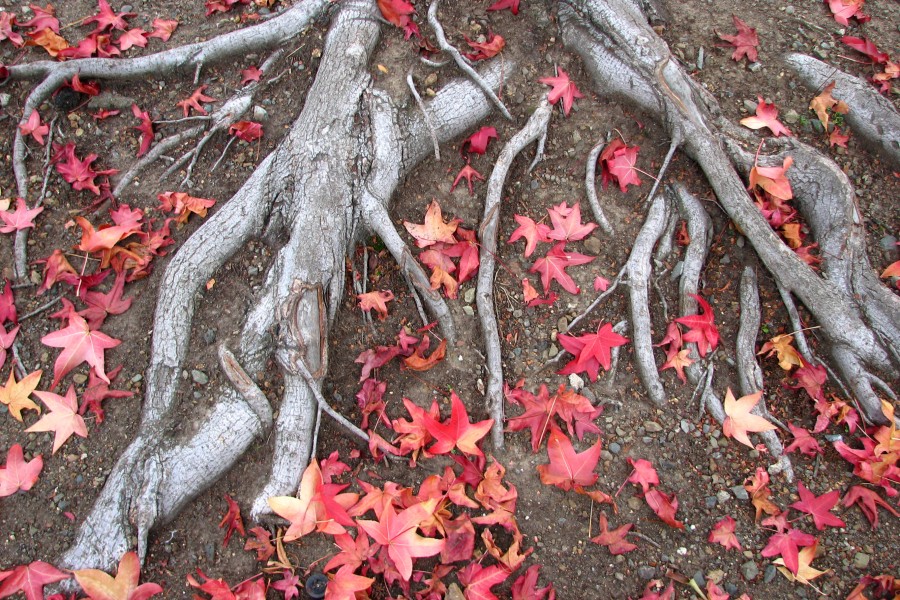 ground shot with autumn leaves and tree roots