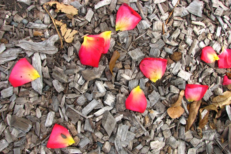 ground shot with rose petals