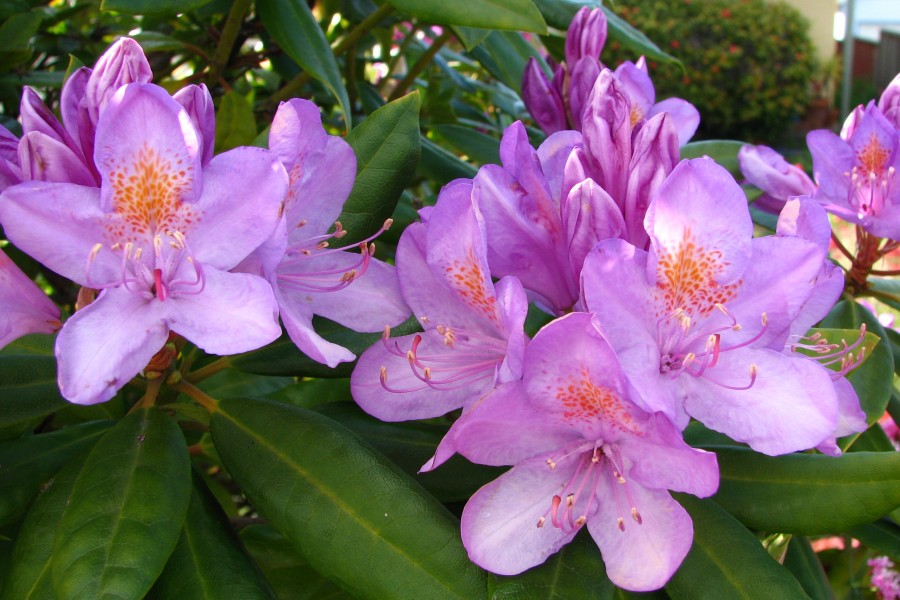 purple rhododendrons