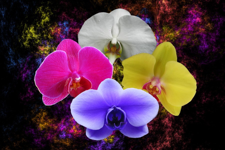 orchid composition