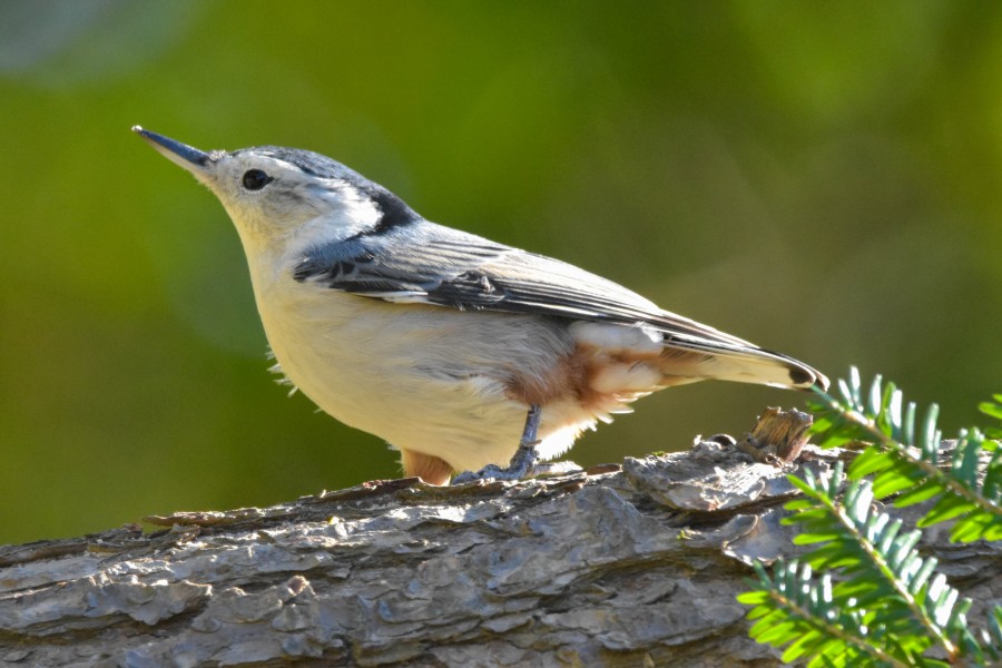 White-Breasted Nuthatch perched on tree branch