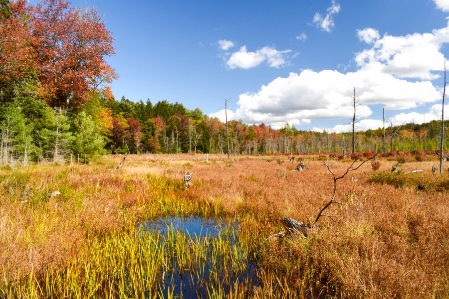 Autumn splendor tansforms the marsh.