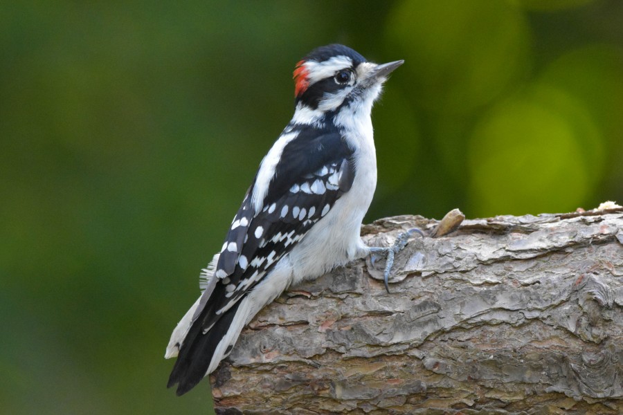 Male Downy Woodpecker in full profile.
