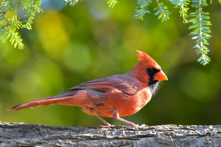 Male Northern Cardinal perched on a branch looking directly at the camera.