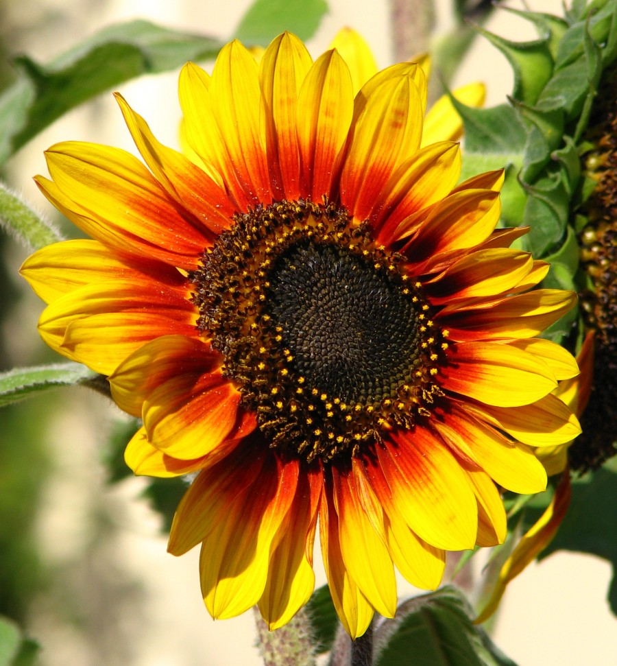 bicolor sunflower