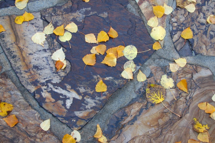 fallen leaves on stone