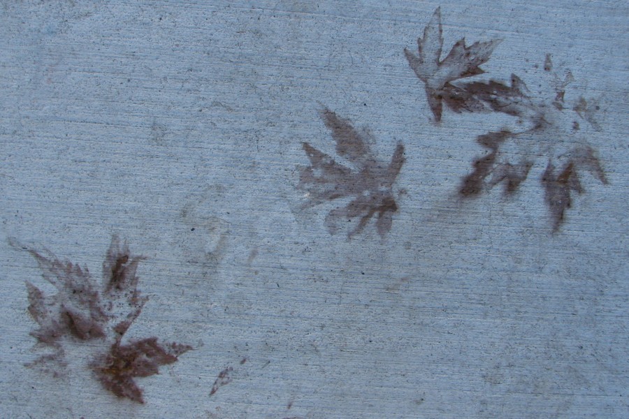 sidewalk with leaf ghosts