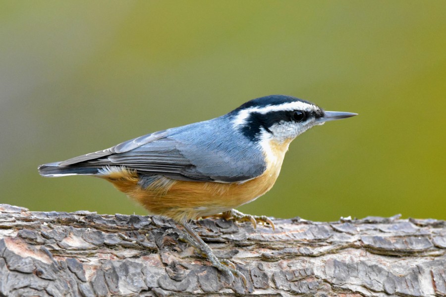 Red-breasted Nuthatch in profile perched on a log