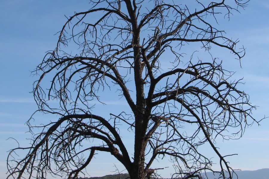 tree skeleton