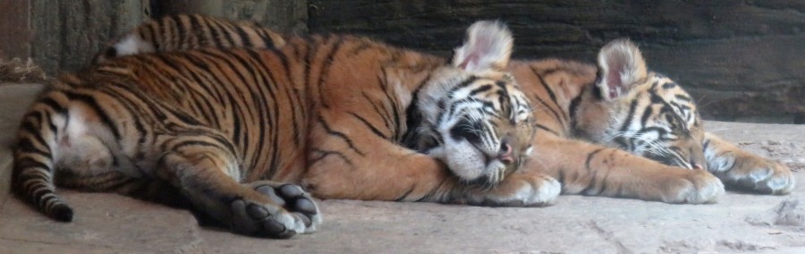 sleeping tiger cubs