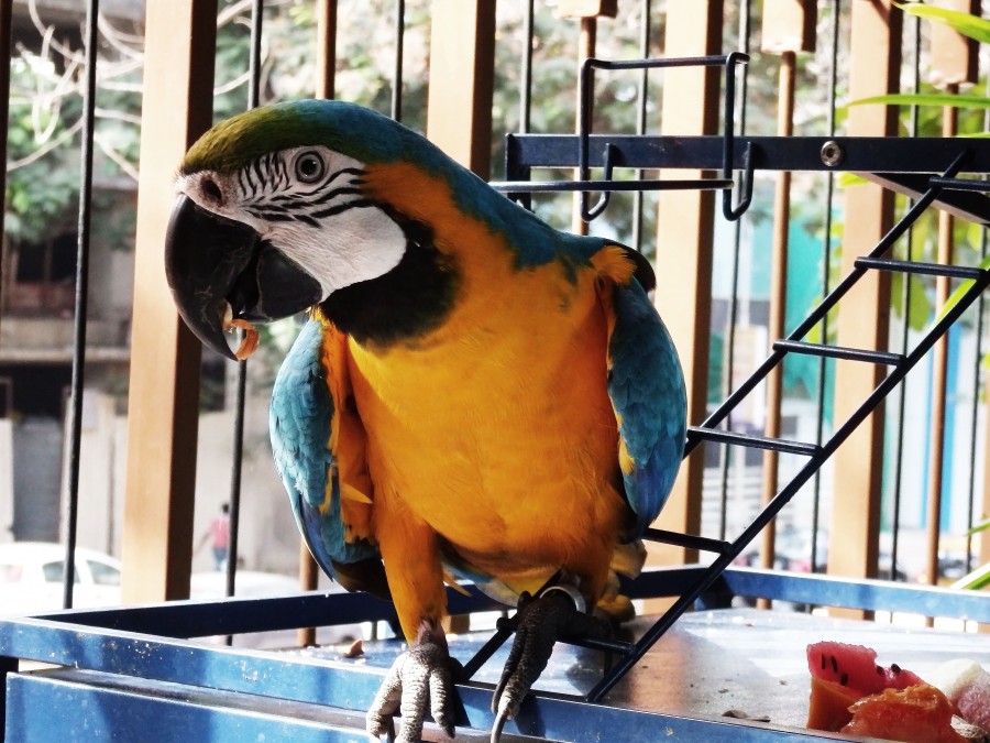 Blue & yellow macaw