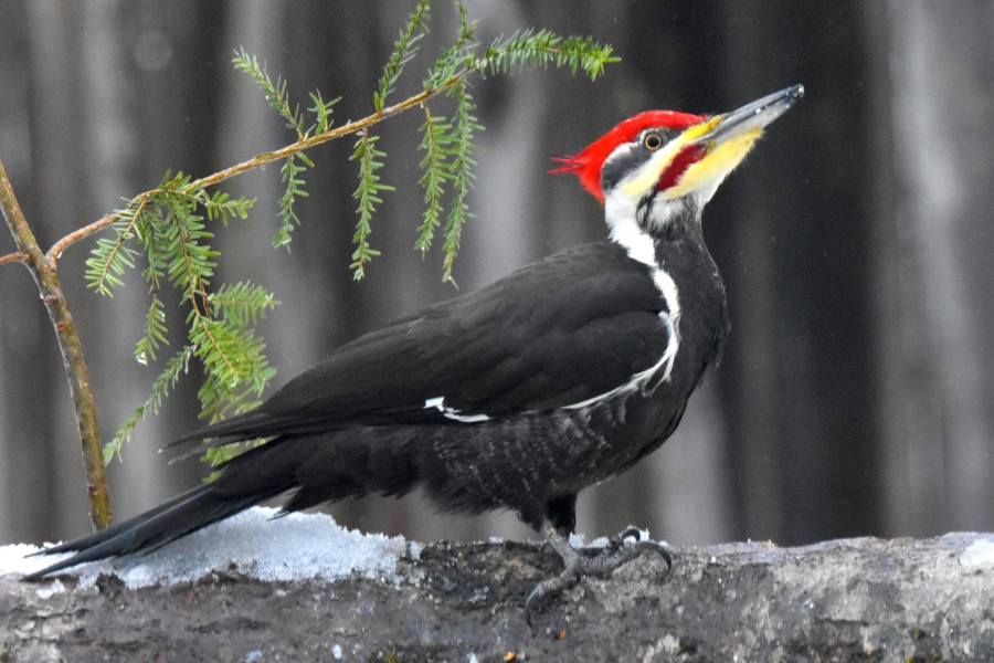 Pileated Woodpecker on a log