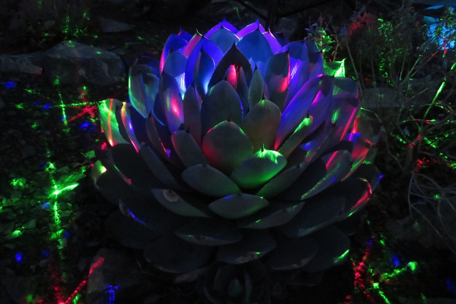 lighted cactus