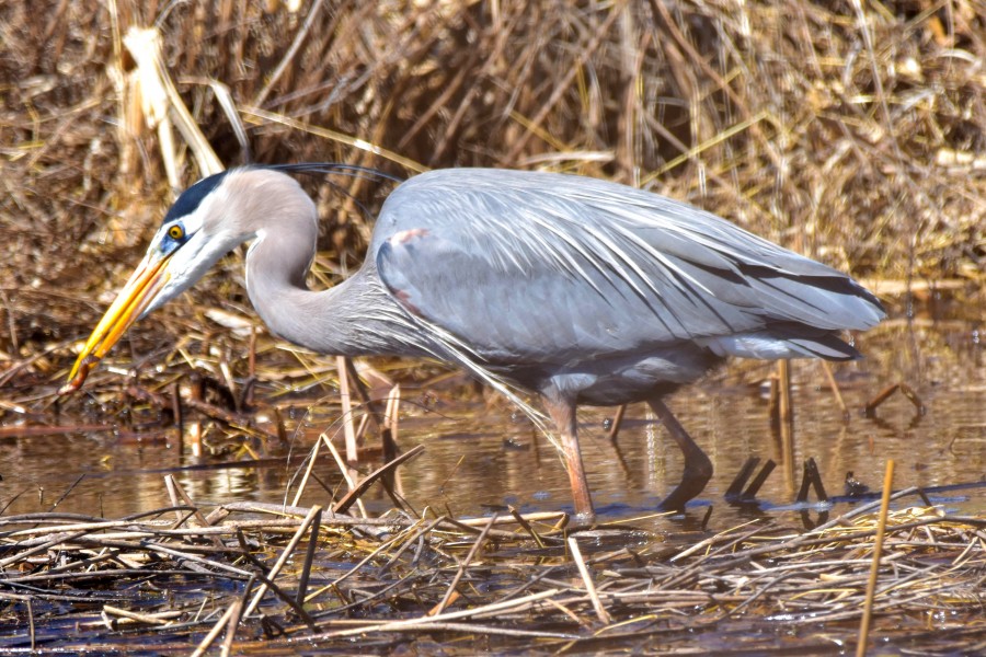 Great Blue Heron with a tasty tidbit