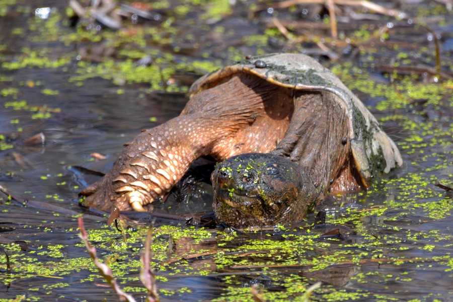 Snapping Turtle, common name, Snapper