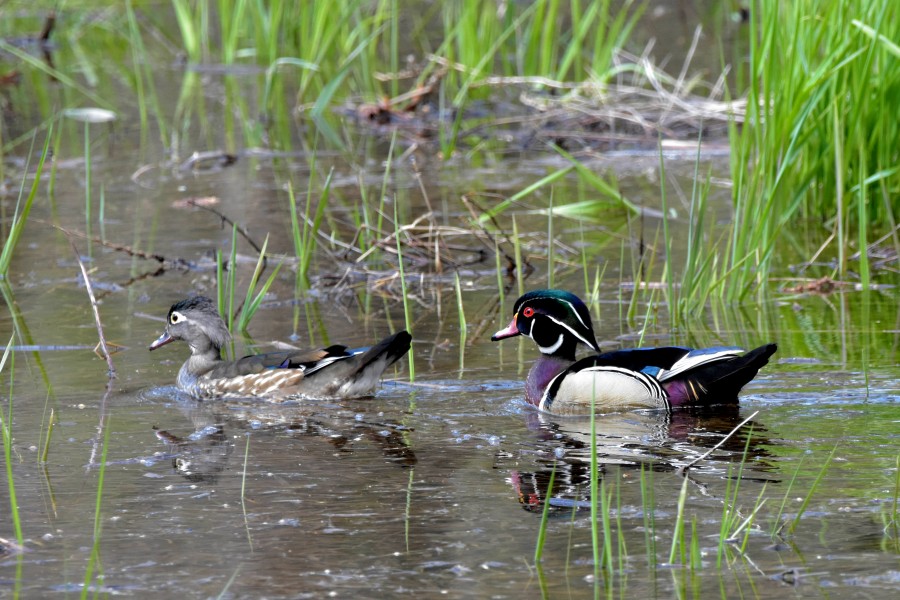 Mating season on the marsh
