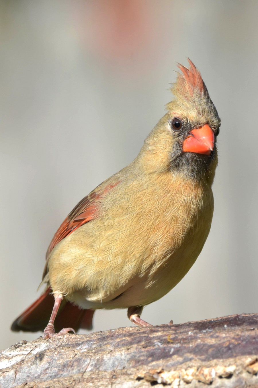 Famale Cardinal on a log