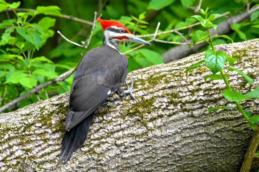 Pileated Woodpecker in its natural environment.