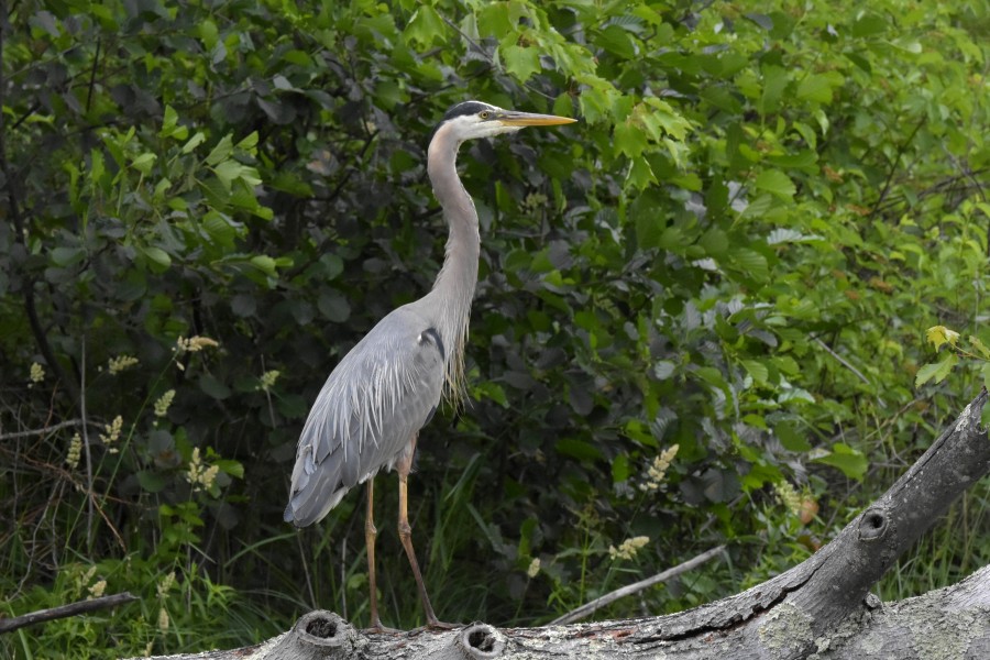 Great Blue Heron in its natural environment