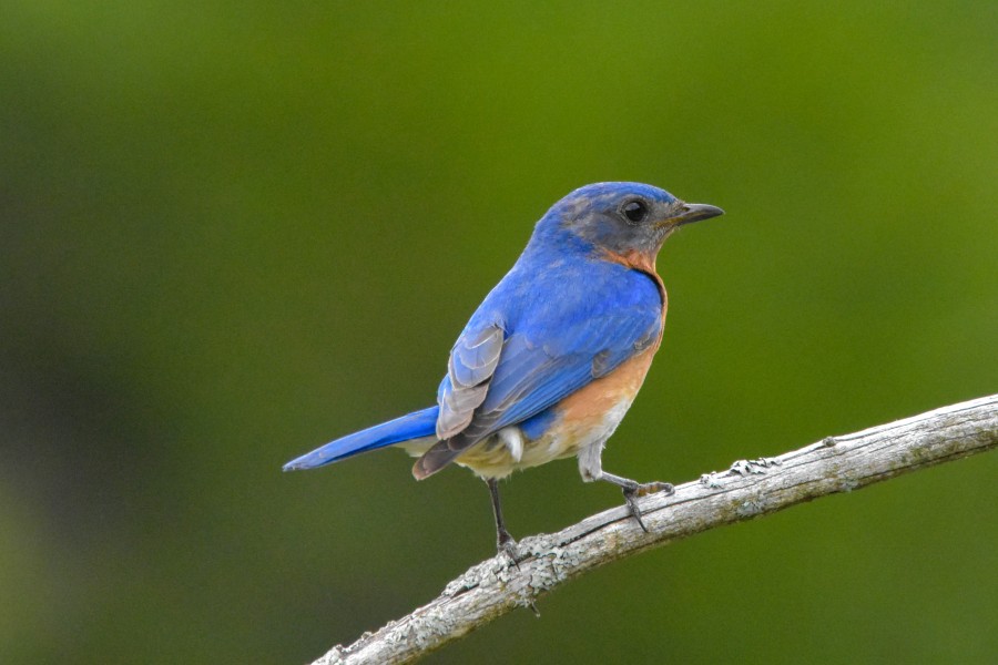 Gonna find me a bluebird, let him sing me a song. 