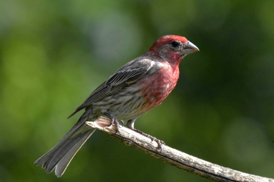 Male House Finch perched on a branch.