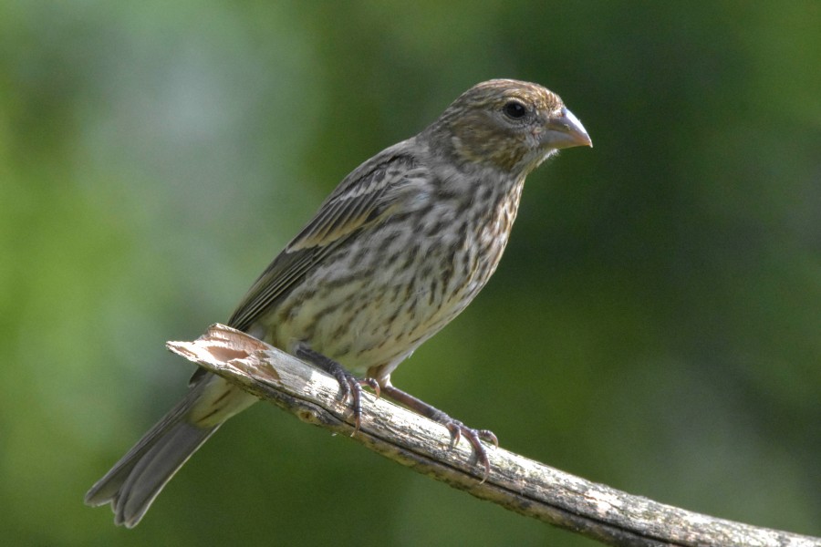 Female House Finch perched on a branch.