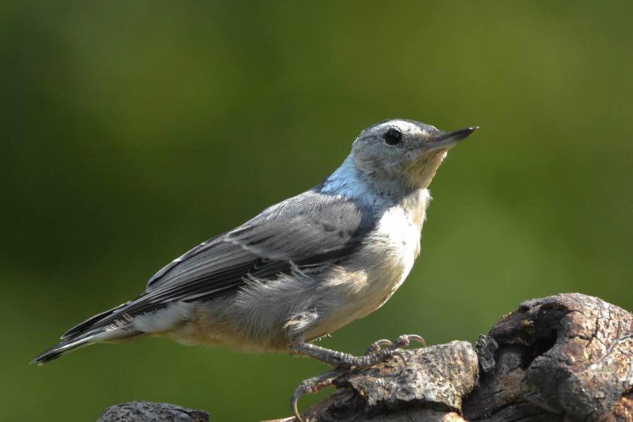Juvenile White-Breasted Nuthatch.